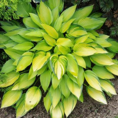 Hosta 'June Fever'